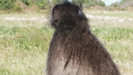 Ein-Chacma-Pavian,-Der-Sich-In-Südafrika-Auf-Seinen-Hüften-Entspannt