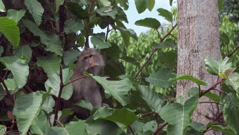 Wilder-Makakenaffe,-Der-Sich-In-Einem-Baum-Im-Dschungel-In-Thailand-Umschaut