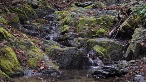 Small-cascades-running-down-mossy-rocks-in-forest-setting
