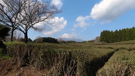 Handheld-view-of-green-tea-fields-with-rows-of-tea-and-Mount-Fuji