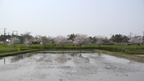 Stunning-rural-view-with-water-filled-rice-fields-and-Sakura-trees-in-Japan