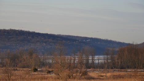 Flocks-of-Snow-Geese-Migrating-North-in-Spring-Stop-for-a-Rest-and-Feed-Before-Continuing-North-in-Organized-Groups
