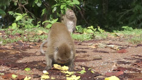 wild-Macaque-Monkey-eats-fallen-mangos-from-a-tree
