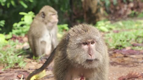 Mono-Macaco-Salvaje-Muestra-Los-Dientes-A-La-Cámara-Y-Trata-De-Dominar