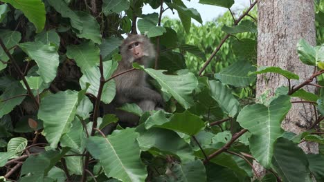wild-Macaque-in-tree-in-jungle
