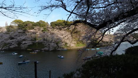 Zeitlupenschwenk-über-Den-Wunderschönen-Fluss-In-Tokio-Mit-Sakura-Kirschblütenbäumen-Und-Booten