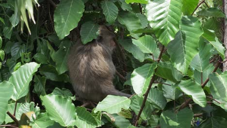 wild-Macaque-Monkey-in-a-tree-in-the-jungle