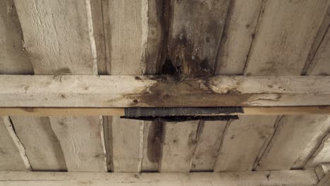 Leaking-wooden-ceiling-with-huge-hole-and-rotten-plank-in-handheld-view