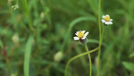 a-white-flower-growing-on-the-grass-against-the-green-grass