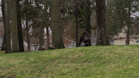 Three-turkeys-in-a-backyard-in-West-Michigan