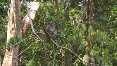 El-Mono-Macaco-Salvaje-De-Cola-Larga-Se-Sienta-En-Los-Genitales-De-Los-árboles-Y-Los-Arañazos-En-Cámara-Lenta