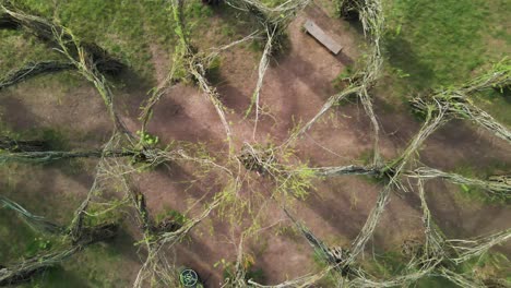 4K-willow-cathedral-live-sculpture-made-of-willow-trees-in-Taunton-Somerset,-60fps-drone-moving-up-and-revealing-the-tree-cathedral