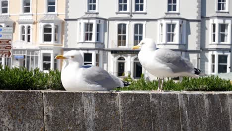 Pair-of-seagulls-sunbathing-on-stone-wall-in-front-of-seaside-townhouse-promenade