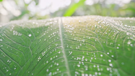 Drops-of-morning-dew-lie-on-big-green-leaf-while-camera-slowly-moves-toward-the-light