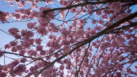 Schöne-Blumen-Von-Rosa-Sakura-bäumen-In-Voller-Blüte
