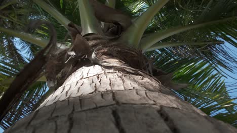 shot-up-a-palm-tree-trunk-showing-its-trunk-and-leaf's-with-blue-sky