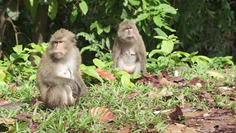 two-wild-female-Macaque-Monkeys-sit-on-edge-of-jungle-in-Koh-Chang,-Thailand