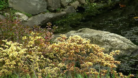 Azalea-bush-and-decorative-rocks-border-an-algae-choked-pond