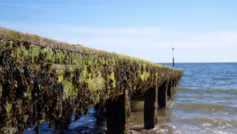 Green-seaweed-covered-wooden-pier-boardwalk-leading-down-to-shimmering-sparkling-ocean-waves-slow-dolly-right