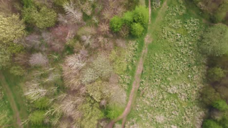 4k-Weidenkathedrale-Live-Skulptur-Aus-Weidenbäumen-In-Taunton-Somerset,-60fps-Drohne-Bewegt-Sich-Vorwärts-über-Die-Baumkathedrale