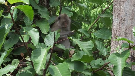 Mono-Macaco-Salvaje-En-Un-árbol-En-La-Selva