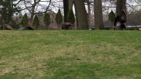 Male-turkey-strutting-through-backyard