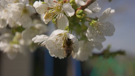 Eine-Biene-Ist-In-Weißer-Kirschblüte-Und-Sucht-Nach-Nektar---Leichte-Zeitlupe