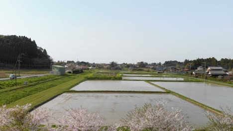 Schöne-Japanische-Landschaft-Mit-Rosa-Sakura-bäumen