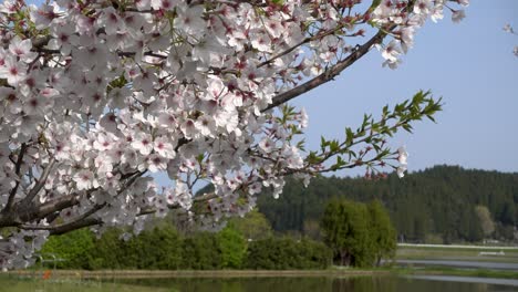 Beautiful-blooming-Sakura-tree-in-rural-Japanese-area-with-rice-fields