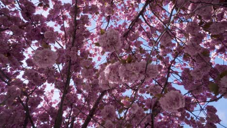 Spinning-slowly-as-a-light-breeze-blows-through-delicate-sakura-cherry-blossoms