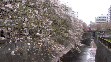 Meguro-Fluss-In-Tokio-Mit-Sakura-Bäumen,-Die-Fast-Vollständig-Verschwunden-Sind