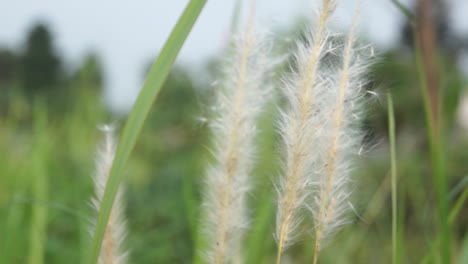close-up-of-windblown-cotton-grass