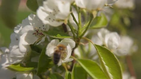 Bee-is-is-flying-near-Pear-blossom-looking-for-nectar-in-white-blossom---slight-slow-motion