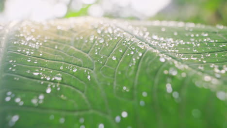 Close-up-of-drops-of-morning-dew-lie-on-big-green-leaf-while-camera-slowly-moves-toward-the-light
