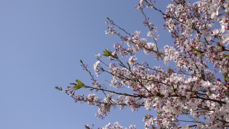 Close-up-of-beautiful-blooming-twigs-with-Sakura-petals-against-blue-sky
