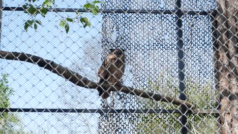 Owl-Inside-A-Steel-Cage-At-Zoo