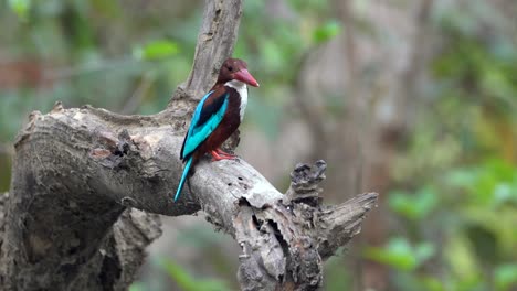 A-white-throated-kingfisher-sitting-on-a-branch-in-the-jungle-over-a-small-creek