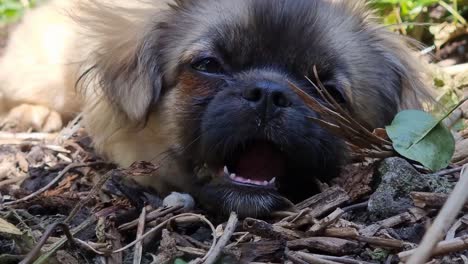 Close-up-of-Tibetan-spaniel-lying-down-playing-with-the-dirt