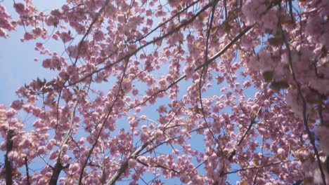 Durch-Blühende-Kirschblüten-Den-Blauen-Himmel-Hinaufschauen