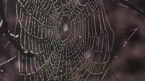 A-dew-covered-spider-web-in-the-early-morning-gently-moving-in-a-breeze,-close-up
