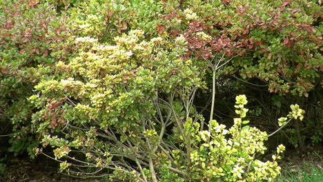 Azalea-bushes-showing-colored-foliage-in-autumn