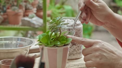 Succulent-plants-on-a-garden-being-cared-by-a-mature-woman's-hands