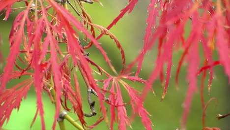 Close-up-of-red-leaves-of-a-Japanese-lacy-leaf-maple-tree