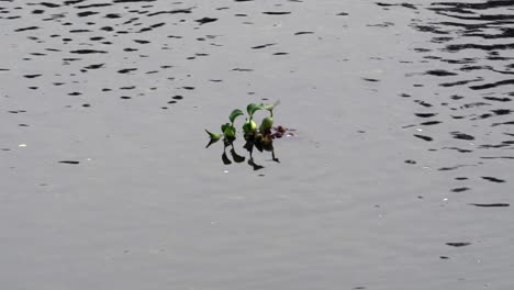 A-single-water-hyacinth-floating-in-a-river-in-the-daytime