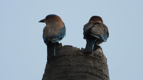 Indian-Roller-Paar-Vögel-In-Ihrem-Nest