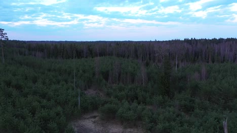 Freshly-planted-spruce-forest-during-blue-hour-in-evening,-aerial-view