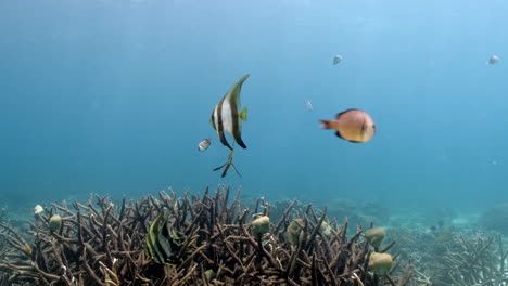 Tropische-Fische-Schwimmen-Durch-Korallen-Auf-Dem-Meeresboden.-Unter-Wasser