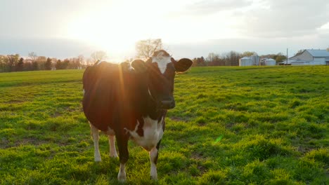Holsteiner-Milchkuh-Auf-Der-Grünen-Weide-Bei-Sonnenaufgang,-Sonnenuntergang