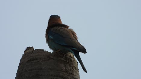 Indian-roller-chilling-on-nest-