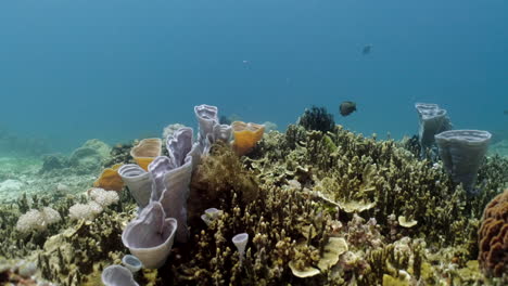 Impresionantes-Corales-De-Jarrón-Duro-En-El-Arrecife-Con-Peces-Negros-Nadando